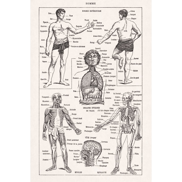 Happy Larry Illustration About Human Anatomy Wayfair Co Uk